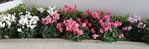 酒店 亚历山大酒店 切塞纳